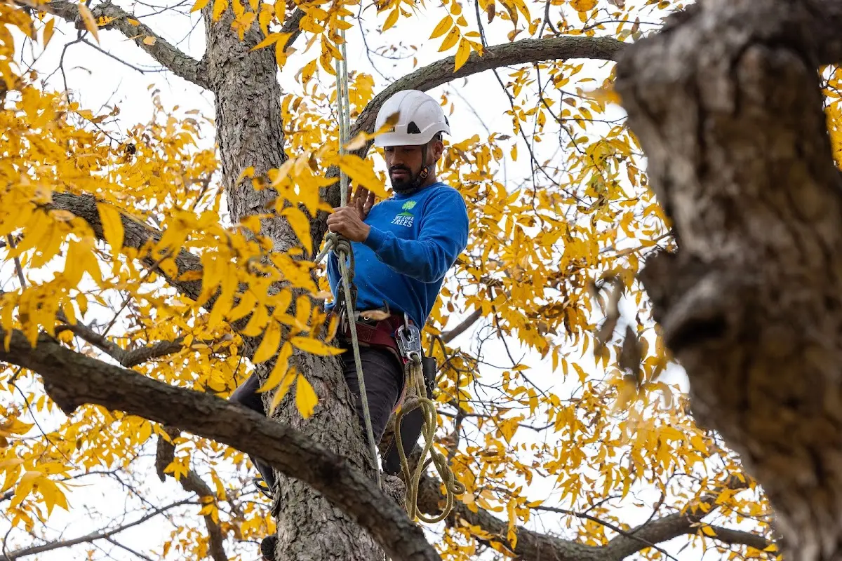 Skilled Tree Trimming crew working in Brighton