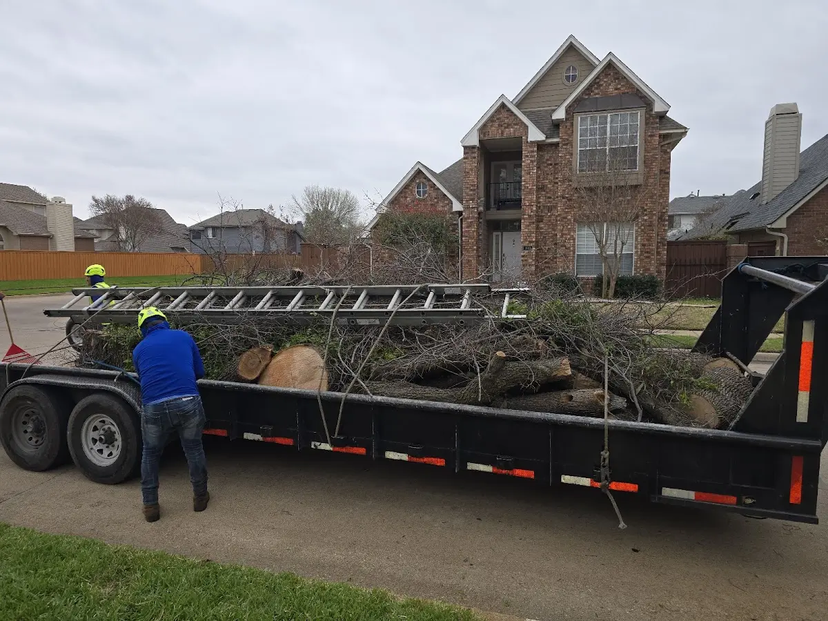 Expert Tree Removal with proper safety equipment in Brighton